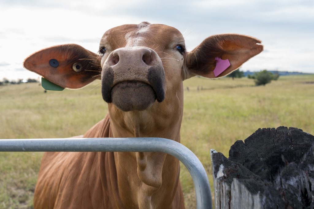 A cow that sneakily crept up behind me see what I was up to while photographing aircraft landing at Boonah Airport.